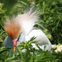 Adult Cattle Egret