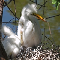 Young Great Egrets