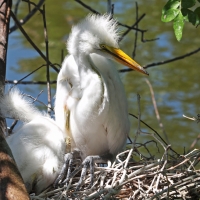 Young Great Egrets