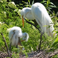 Great Egret Adult and Juvenile 