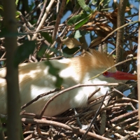 Cattle Egret on Nest