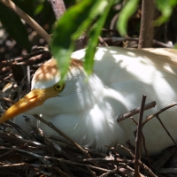 Cattle Egret nesting
