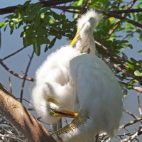 Young Great Egrets on nest