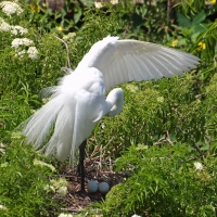 Great Egret nesting