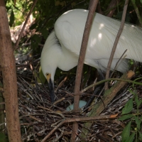 Yellow foot nesting.