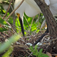 Adult yellow foot caring for eggs