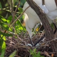 Yellow foot caring for eggs