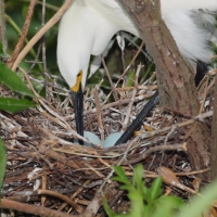 Adult Yellow foot nesting