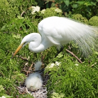 Great Egret nesting