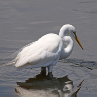 Great Egret fishing
