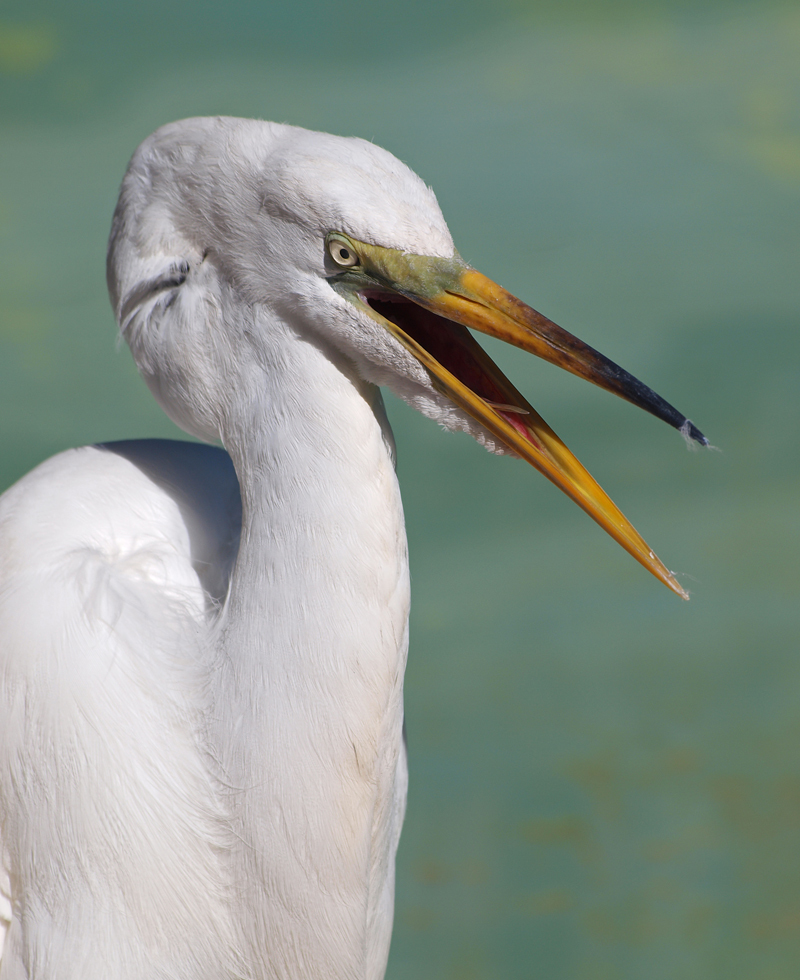 Great Egret Adult