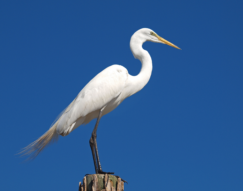 Great Egret side view
