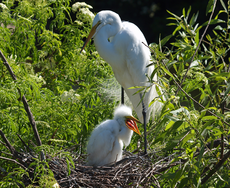 Great Egrets