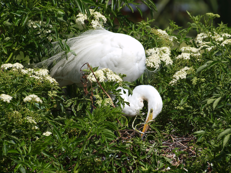 Adult Great Egret