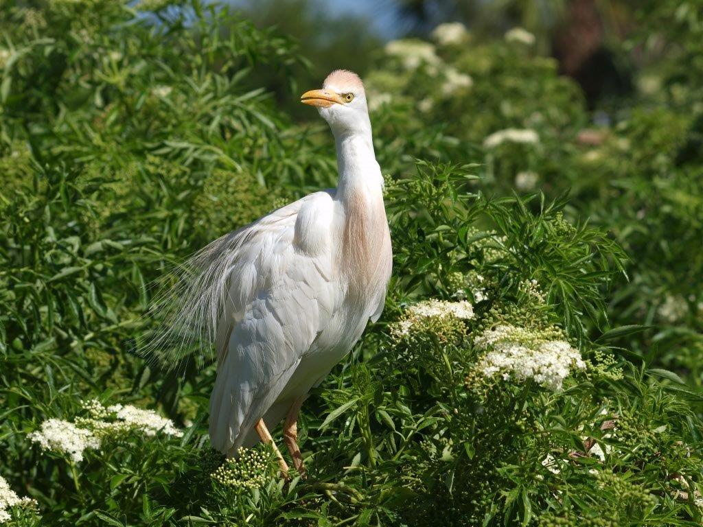 Cattle Egret