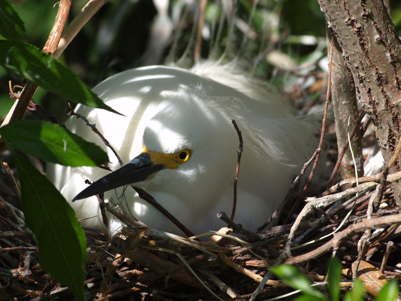 Egret Yellow Foot nesting