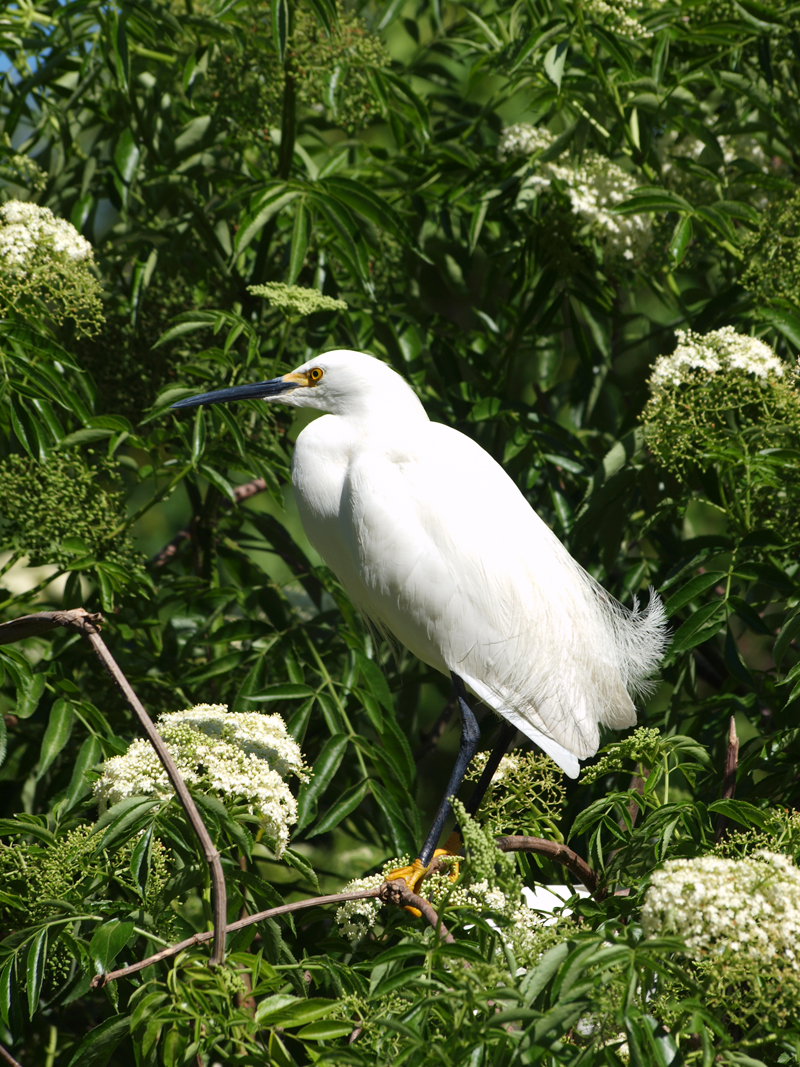 Yellow Foot Egret