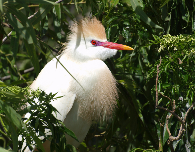 Adult breeding Cattle Egret