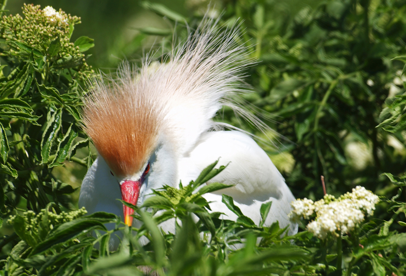 Adult Cattle Egret