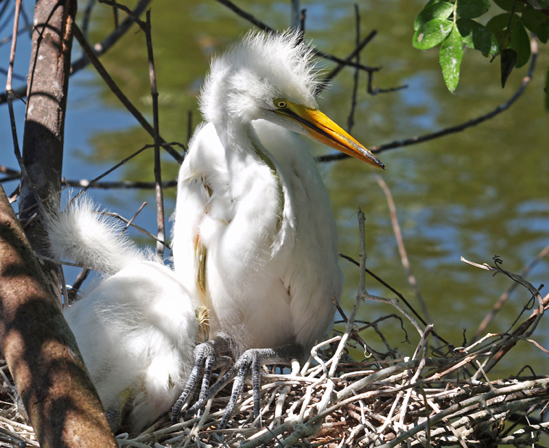 Young Great Egrets