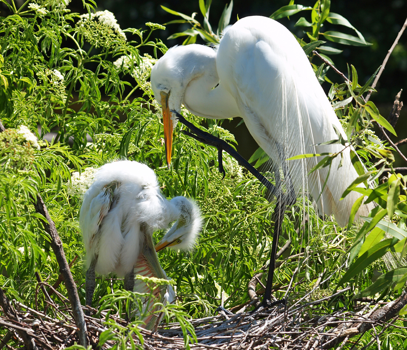 Great Egret Adult and Juvenile 