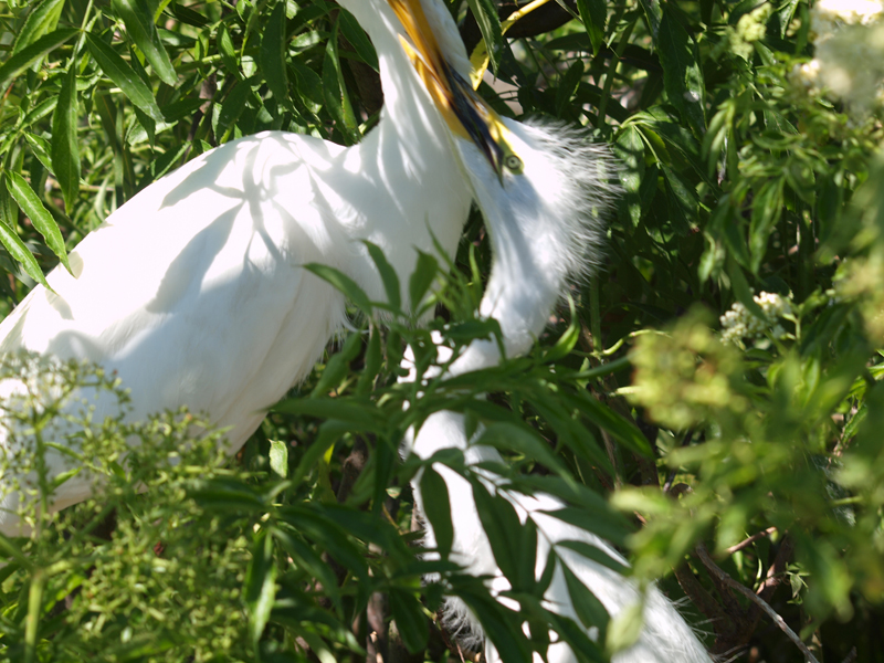 Egret feeding young