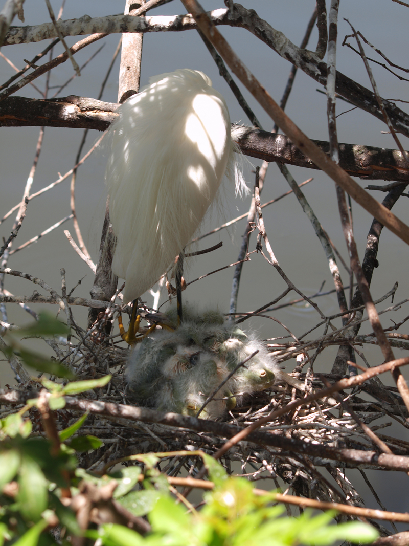Yellow Foot nesting