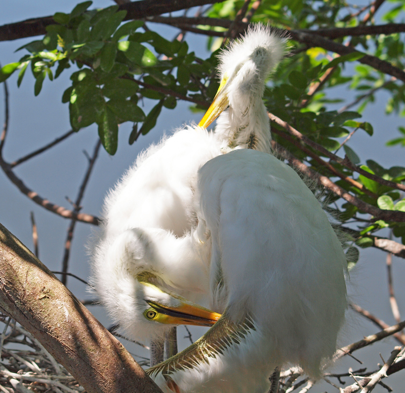 Young Great Egrets on nest