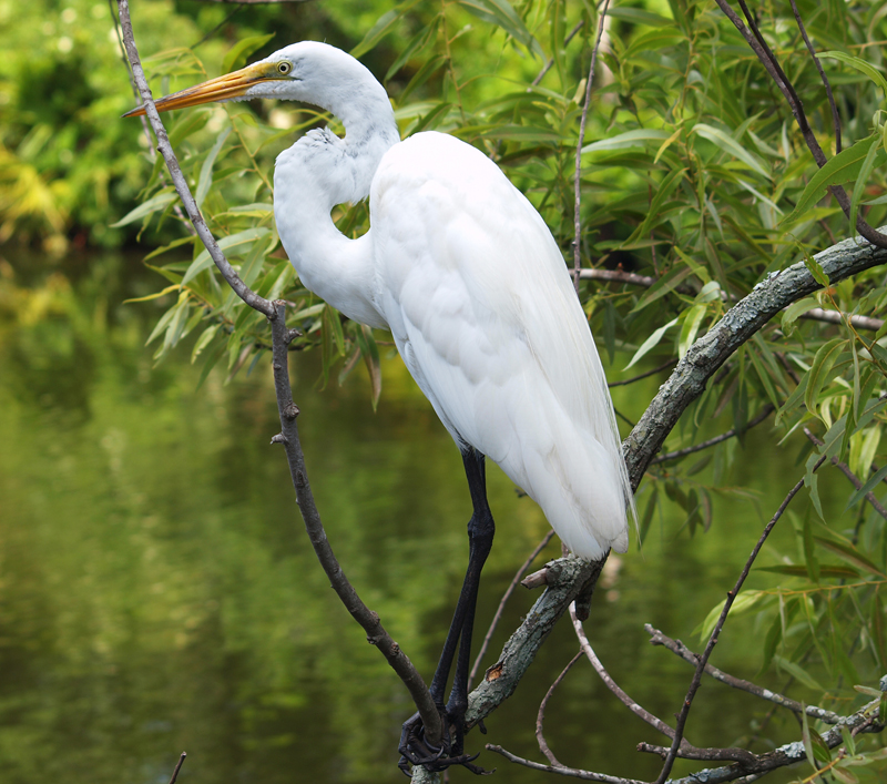 Great Egret