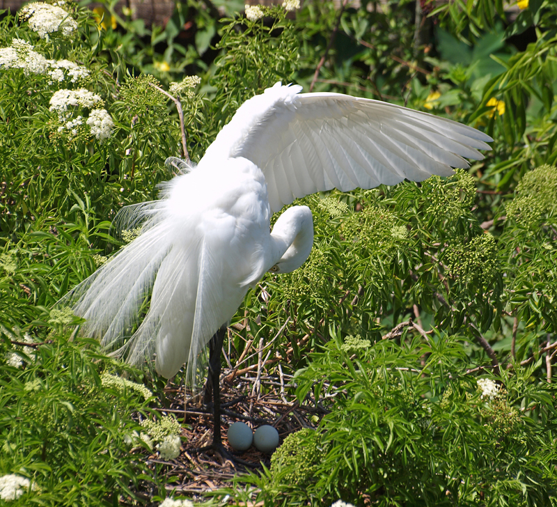 Great Egret nesting