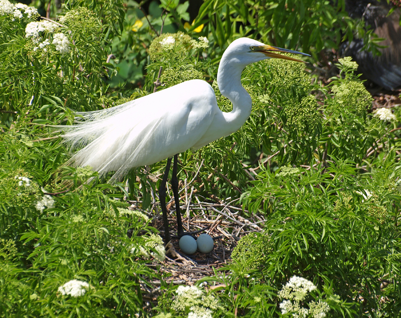 Great Egret Nesting 