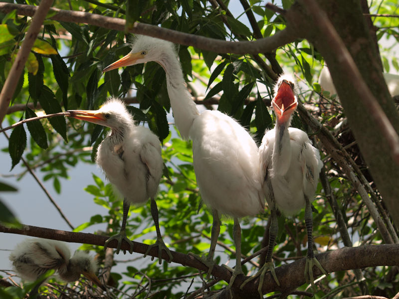 Young Egrets on nest 