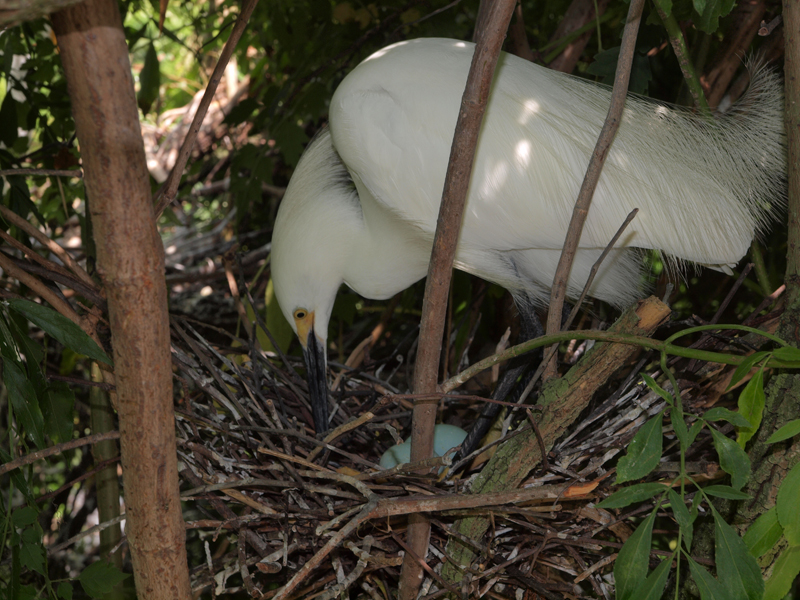 Yellow foot nesting.