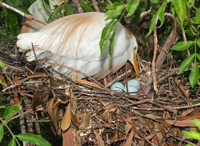Cattle Egret Nesting