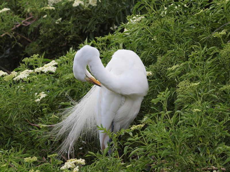 Great Egret