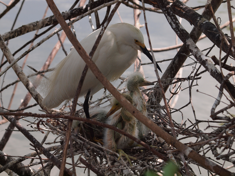Yellow Foot with young