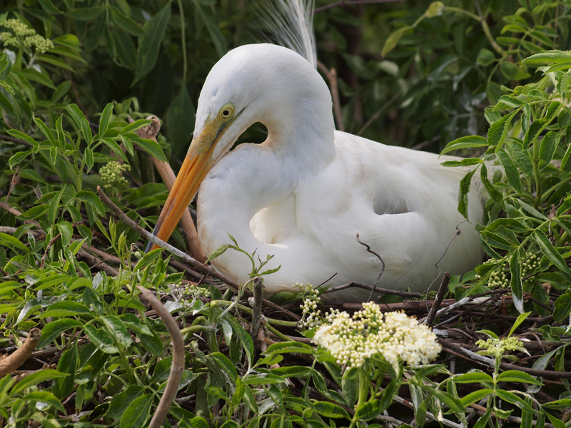 Great Egret on nest
