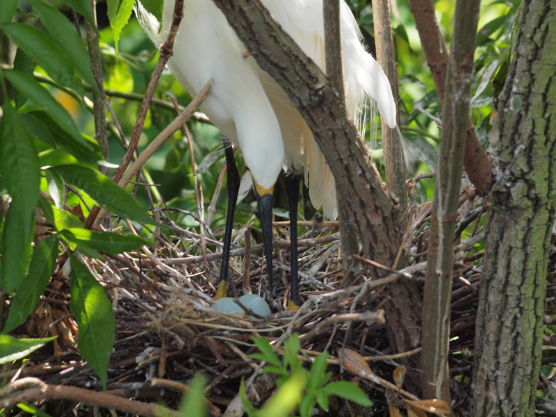 Yellow Foot turning eggs
