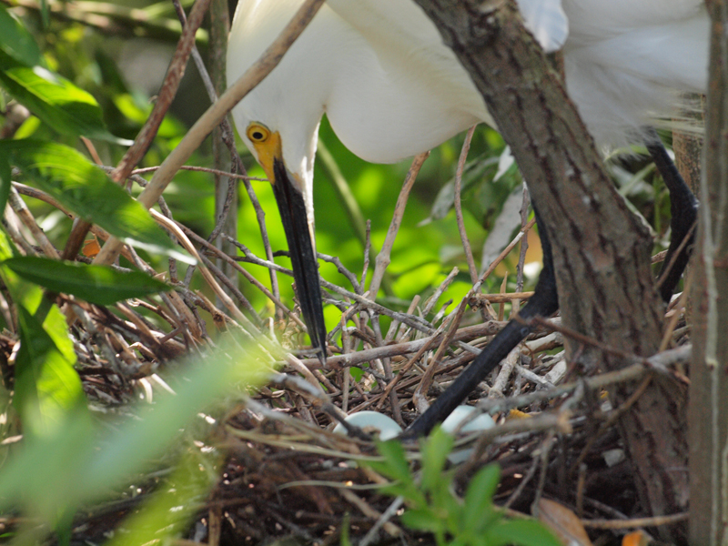 Adult yellow foot caring for eggs