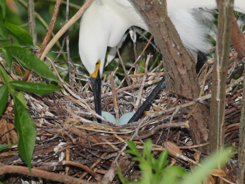 Adult Yellow foot nesting