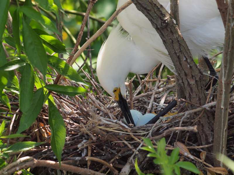 Yellow Foot turning eggs