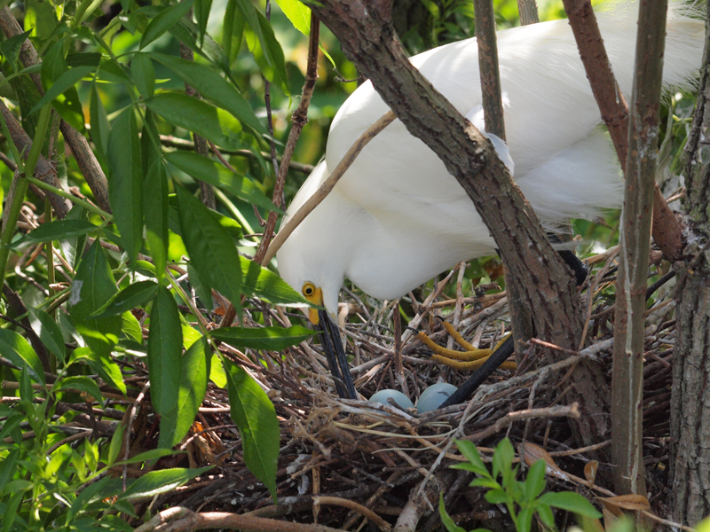 Yellow Foot Egret nesting