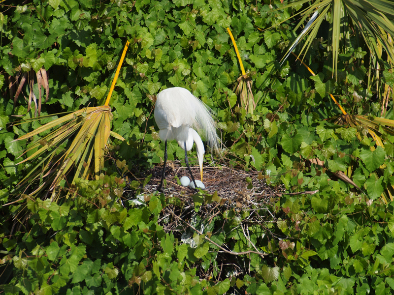 Great Egret nest