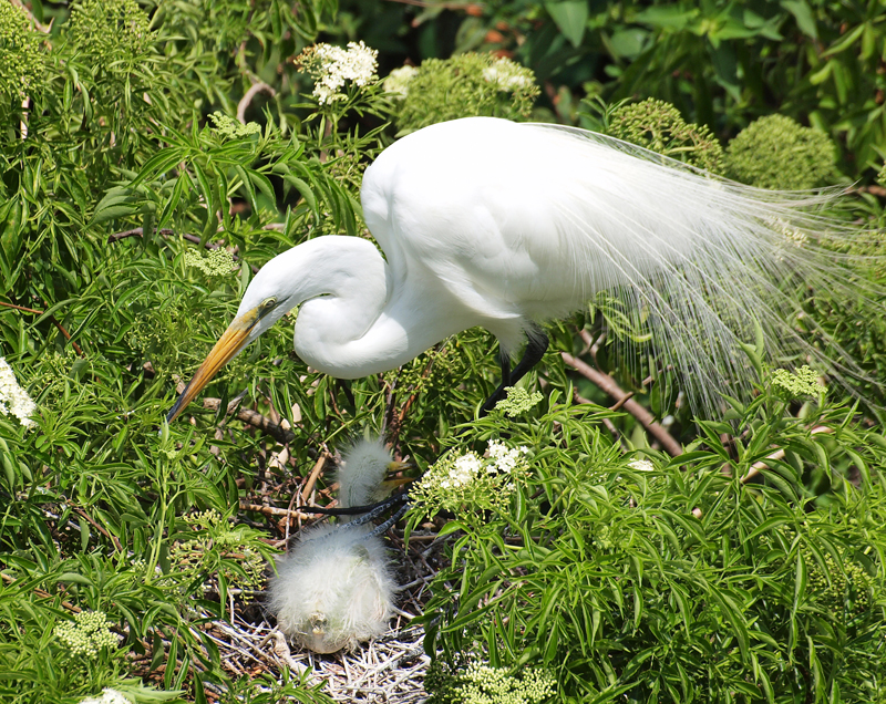 Great Egret nesting