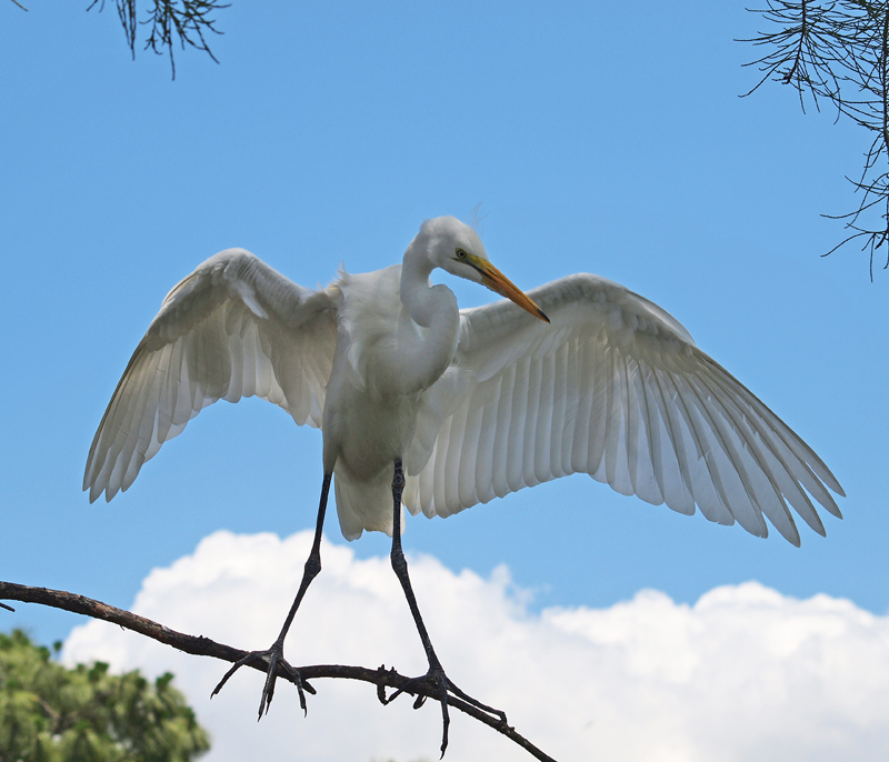 Wings of Great Egret