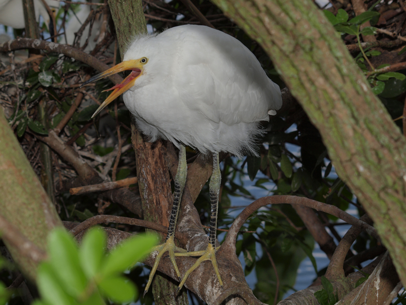 Yellow Foot Egret