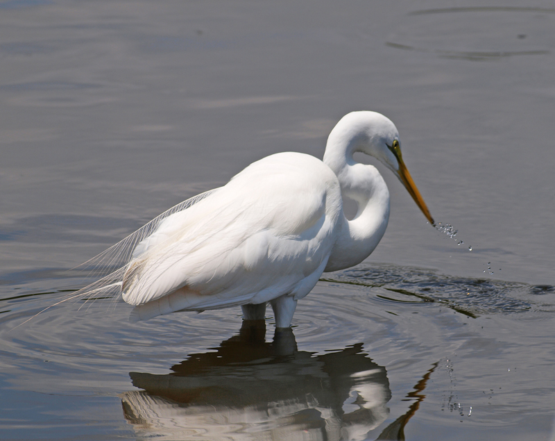 Great Egret