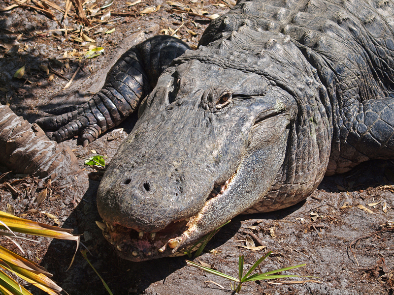 Alligator head on   Olympus - Nikon Imaging