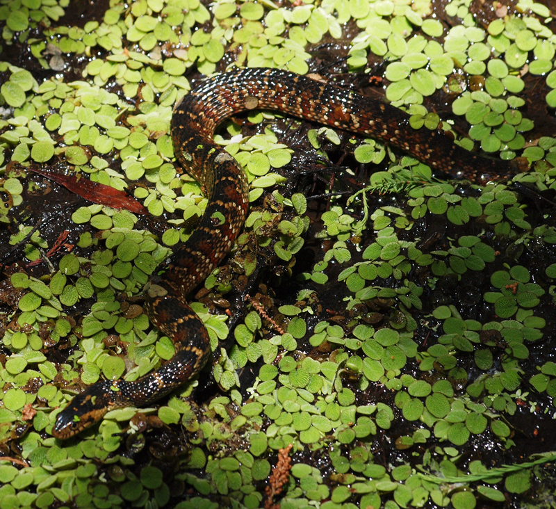 Banded Water Snake    oympus - Nikon Imaging