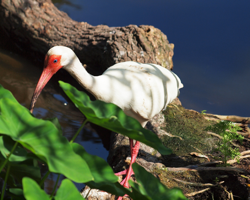 White Ibis   Olympus - Nikon Imaging